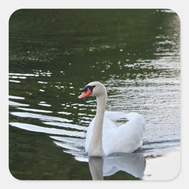 Elegant Mute Swan Square Sticker (Front)