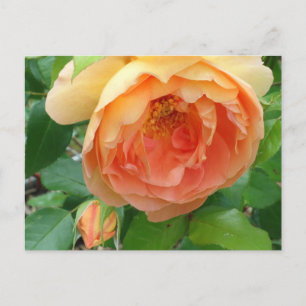Elegant Orange Blush Rose Postcard