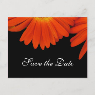 Elegant orange daisy flower save the date announcement postcard