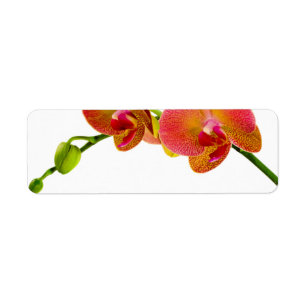 Elegant Orange Orchids Custom Blank Labels