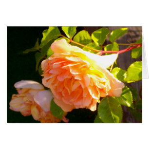 Elegant orange yellow floral flowers Peach Roses