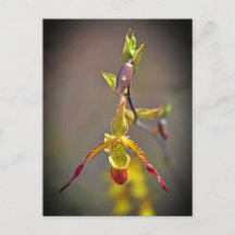 Elegant Orange Yellow Orchid Botanical Flower