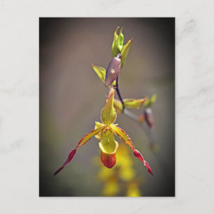 Elegant Orange Yellow Orchid Botanical Flower Holiday Postcard