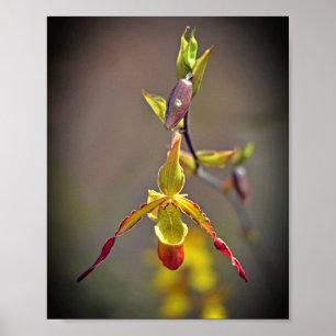 Elegant Orange Yellow Orchid Botanical Flower Poster