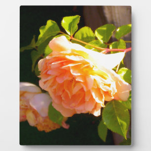 Elegant orange yellow peach florals roses plaque