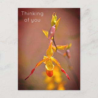 Elegant OrangeYellow Orchid Flower Thinking of You Holiday Postcard