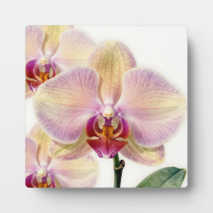 Elegant Pastel Purple Orchid Bloom Plaque