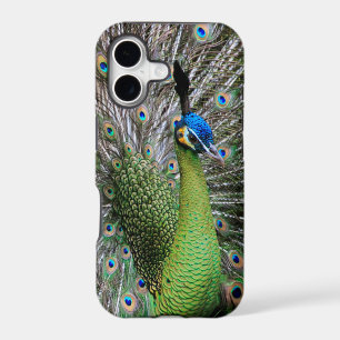 Elegant Peacock Bird and Feather Artwork