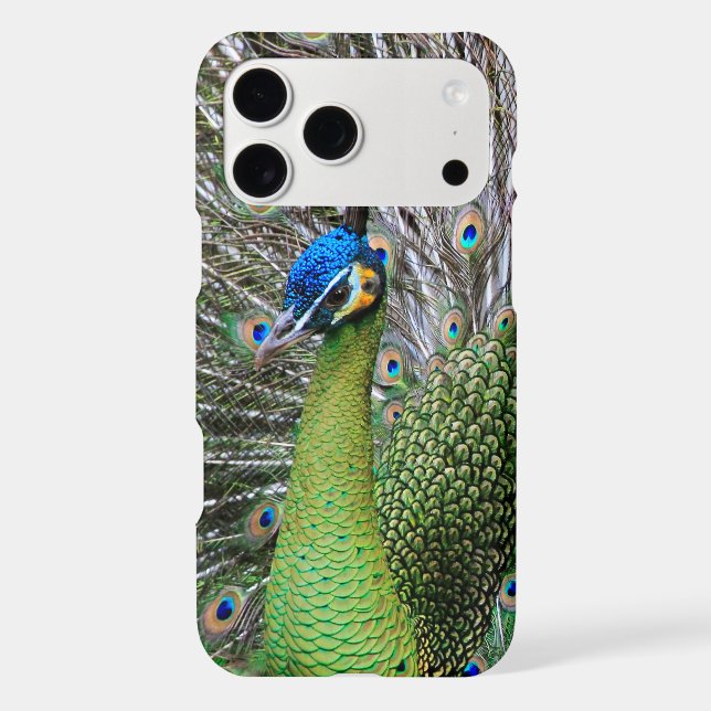 Elegant Peacock Bird and Feather Artwork (Back)