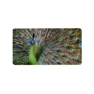Elegant Peacock Bird and Feather Artwork Label