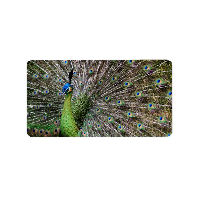 Elegant Peacock Bird and Feather Artwork Label (Front)