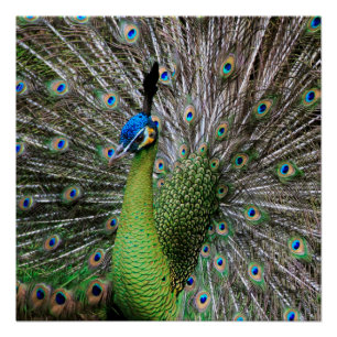 Elegant Peacock Bird and Feather Artwork Poster