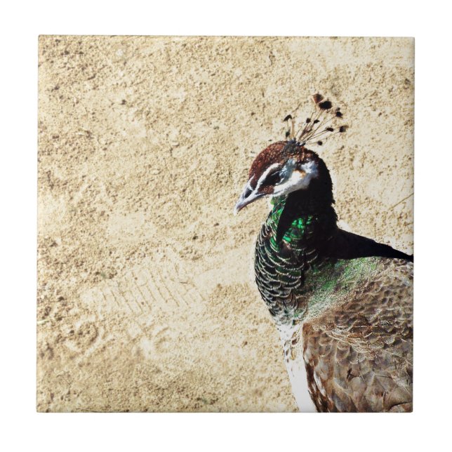 Elegant Peacock Bird and Feather Artwork Tile (Front)