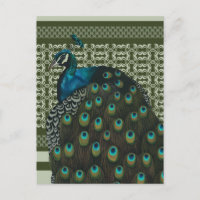 Elegant Peacock Bird Bird Lovers