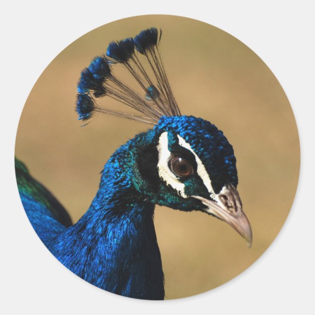 Elegant peacock - customisable stickers template (Front)