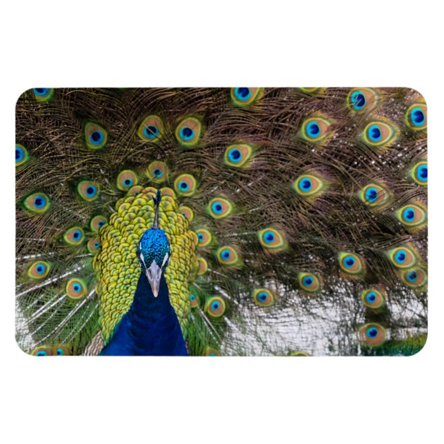 Elegant Peacock Open Plumage Magnet (Horizontal)