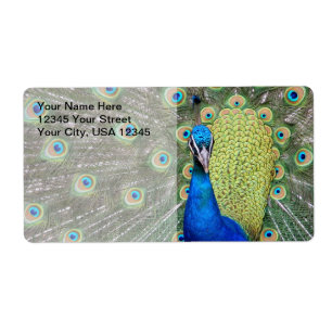 Elegant Peacock Photograph