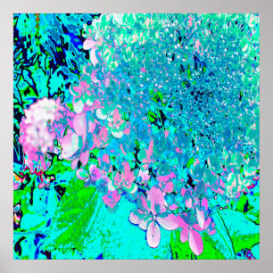 Elegant Pink and Blue Limelight Hydrangea Macro Poster