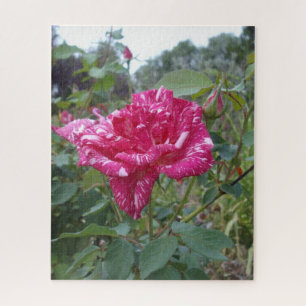 Elegant Pink And White Striped Rose, Jigsaw Puzzle