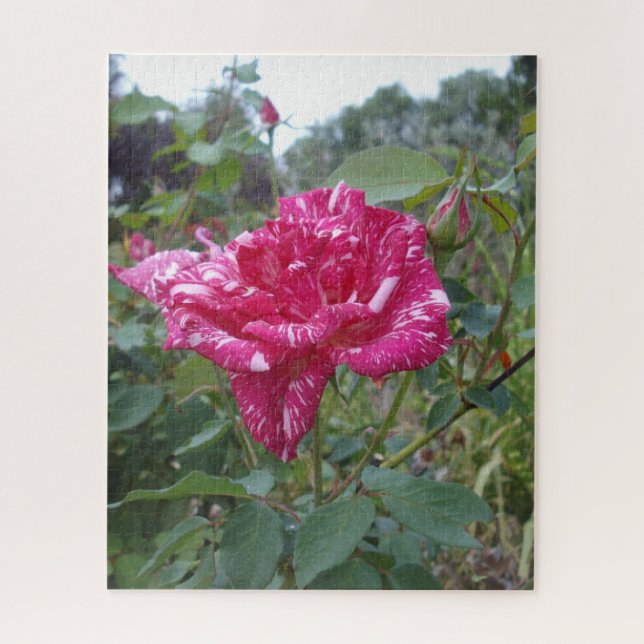Elegant Pink And White Striped Rose, Jigsaw Puzzle (Vertical)