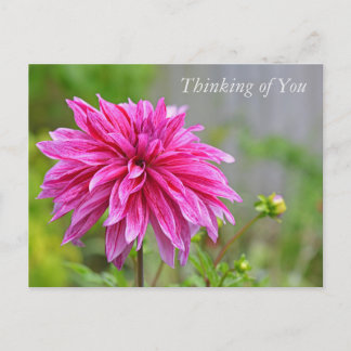 Elegant Pink Dahlia Garden Flowers Thinking of You Holiday Postcard
