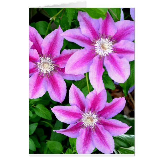 Elegant pink floral green botanical  (Front)