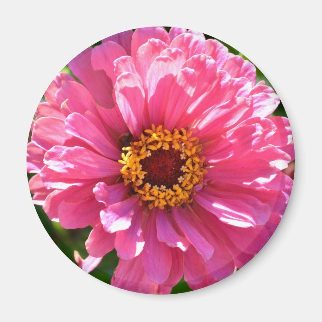 Elegant pink floral retro pink daisy  magnet (Front)