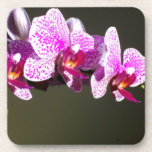Elegant pink floral tropical pink orchids coaster