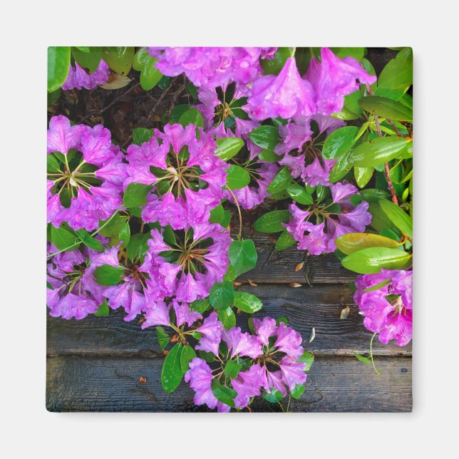 Elegant pink florals pink azaleas pink flowers magnet (Front)