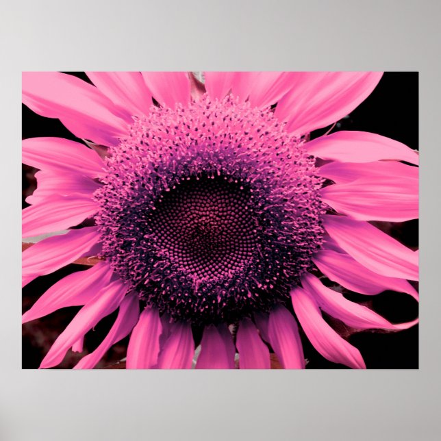 Elegant pink flower Sunflower pink flower Poster (Front)