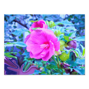 Elegant Pink Hibiscus Flower with Aqua Foliage Photo Print