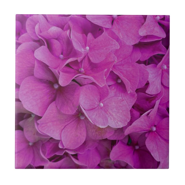 Elegant pink magenta floral hydrangeas roses  ceramic tile (Front)
