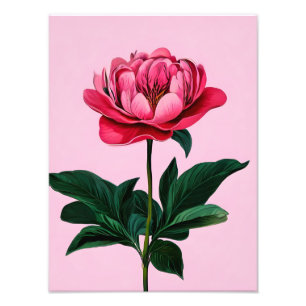 Elegant Pink Peony Photo Print