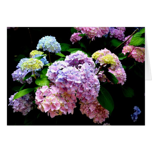 Elegant pink purple blue floral hydrangea gardens  (Front Horizontal)