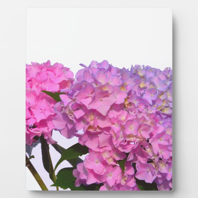 Elegant pink purple floral hydrangeas  plaque (Front)