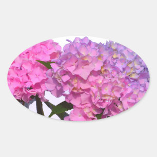 Elegant pink purple florals hydrangeas oval sticker
