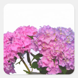 Elegant pink purple florals hydrangeas square sticker