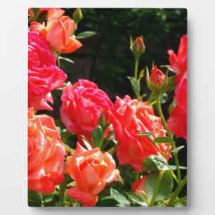 Elegant pink red orange floral roses plaque