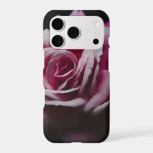Elegant Pink Rose