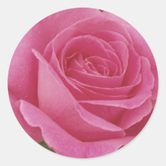 Elegant Pink Rose Classic Round Sticker