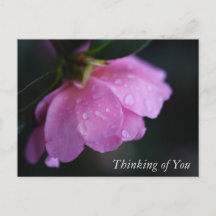 Elegant Pink Rose Close Up w/ Dew Thinking of You