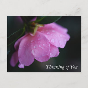 Elegant Pink Rose Close Up w/ Dew Thinking of You Holiday Postcard