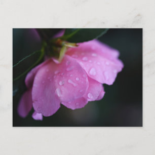 Elegant Pink Rose Close Up with Dew Holiday Postcard