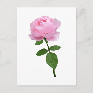 Elegant Pink Rose Flower Postcard