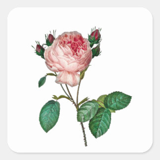 Elegant pink rose stickers