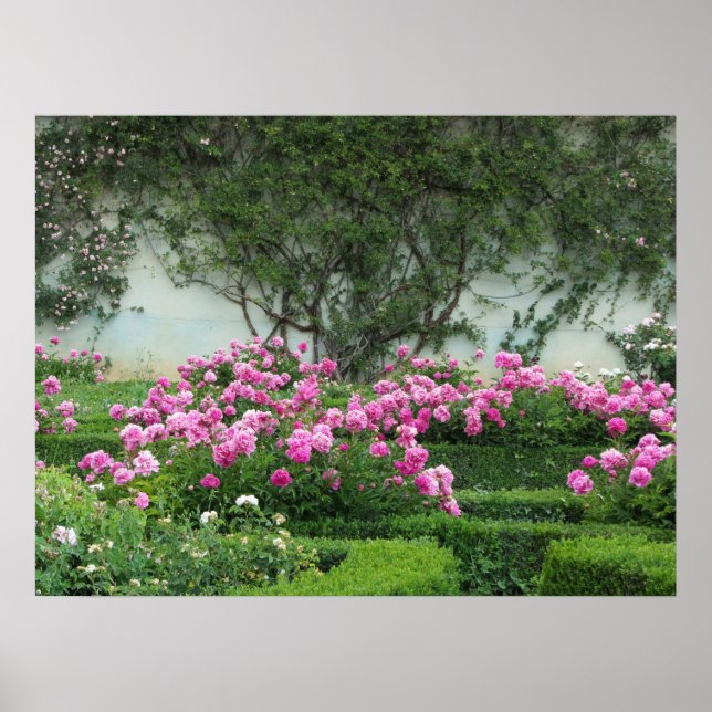 Elegant Pink Roses Poster (Front)