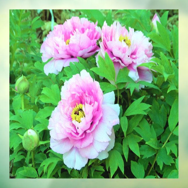 Elegant Pink Tree Peony Flowers with Yellow Centre (Sheet 3)
