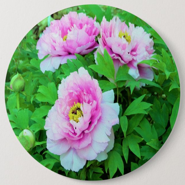 Elegant Pink Tree Peony Flowers with Yellow Centre 6 Cm Round Badge (Front)
