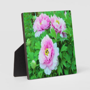 Elegant Pink Tree Peony Flowers with Yellow Centre Plaque