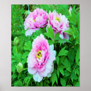 Elegant Pink Tree Peony Flowers with Yellow Centre Poster